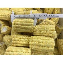 Frozen Sweet Corn on The COB High Quality Wholesale Healthy Food